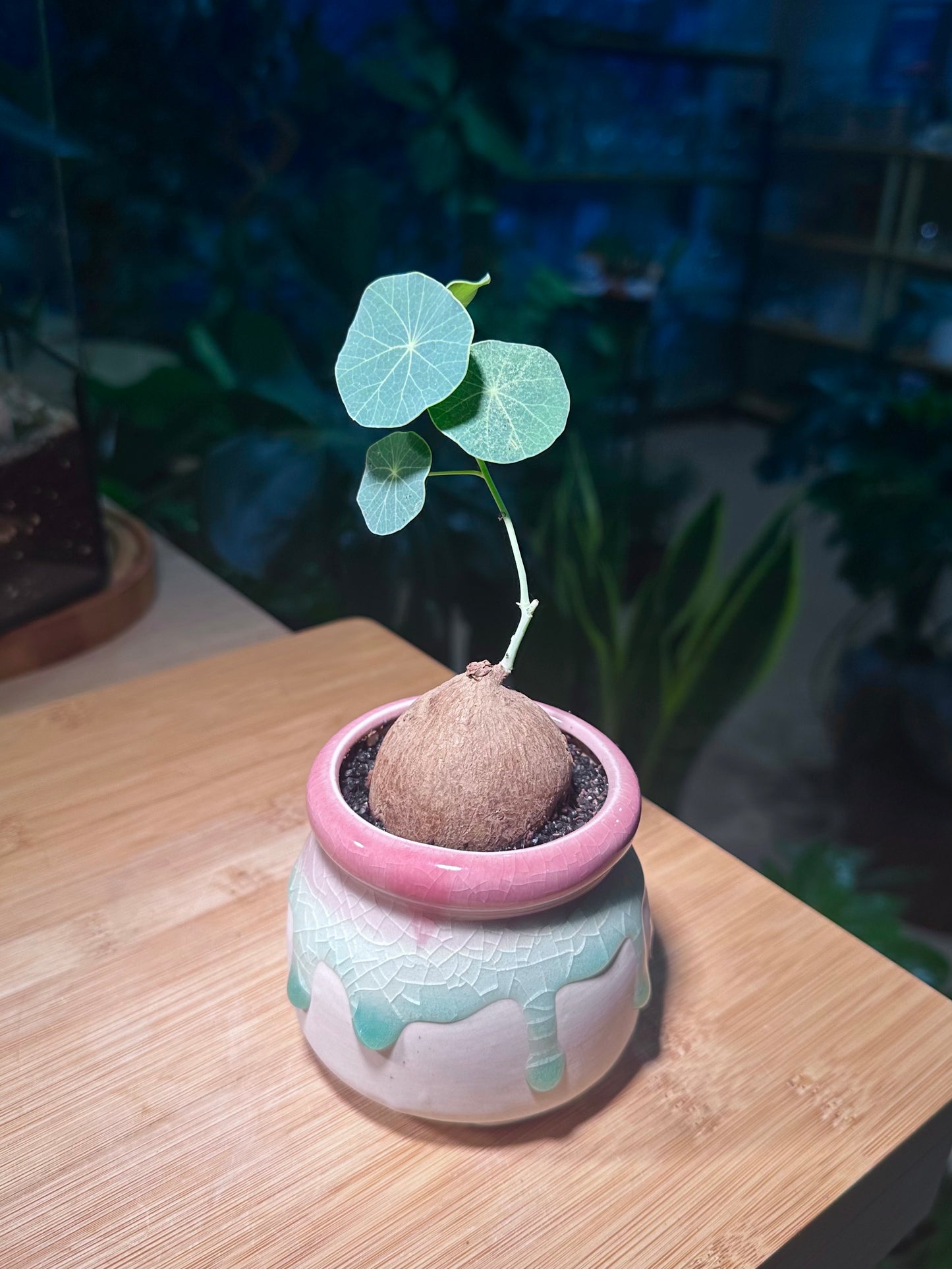 Stephania in Tricolor Ceramic Pot