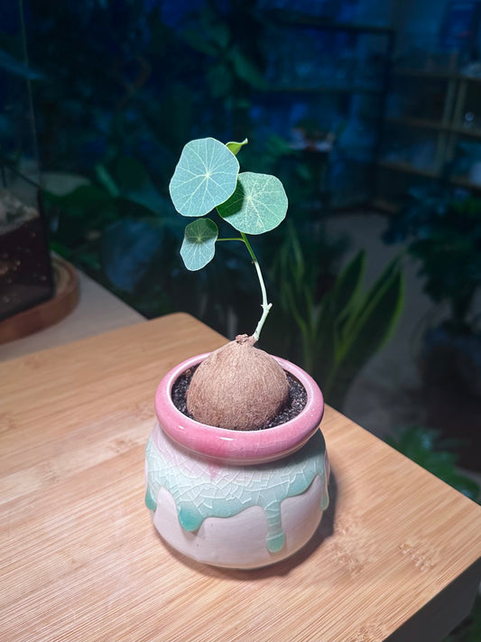 Stephania in Tricolor Ceramic Pot