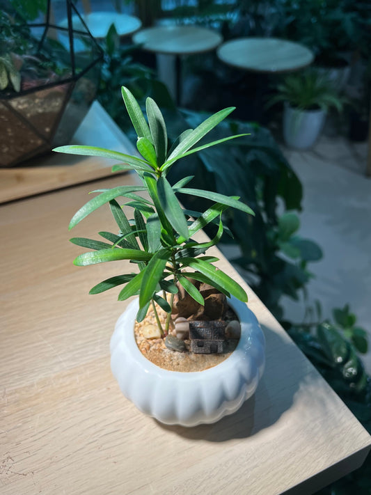 Podocarpus (罗汉松苗) in Pumpkin Ceramic Pot