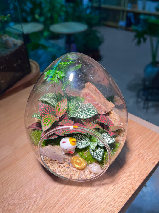 Fittonia and Fern with Moss Arrangement in Eggette Glass Terrarium (M)