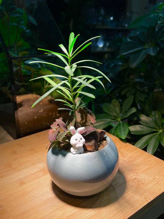 Fittonnia with Podocarpus Arrangement in Sky Blue Ceramic Pot