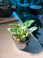 Pothos Njoy in Water Based Glass Pot