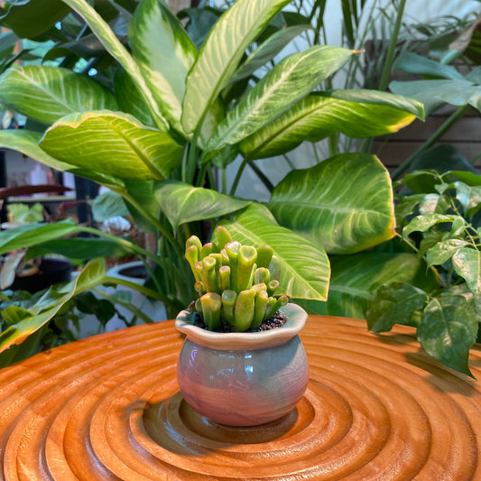 Crassula Ovata in Glazed Ceramic Designer Pot