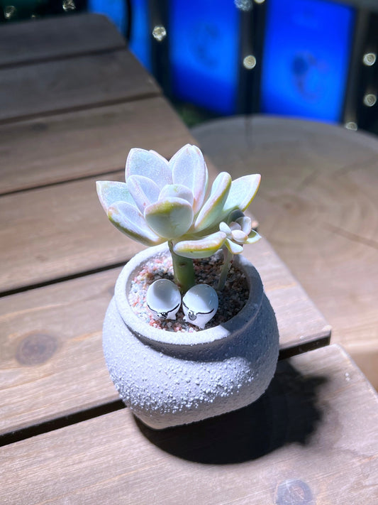 Graptopetalum with Sheep in Matt Textured Claypot