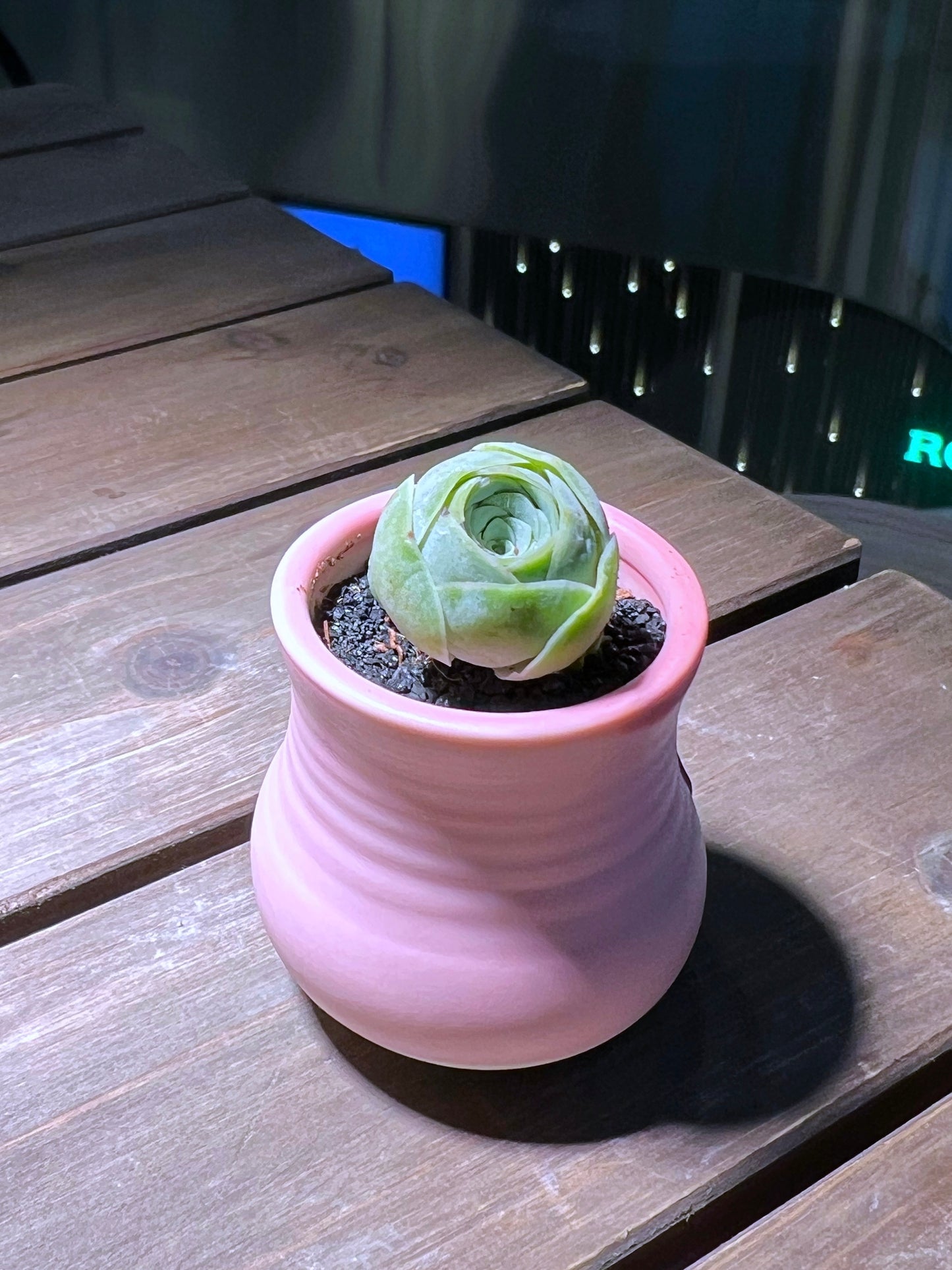 Mountain Rose in Finger Ceramic Pot