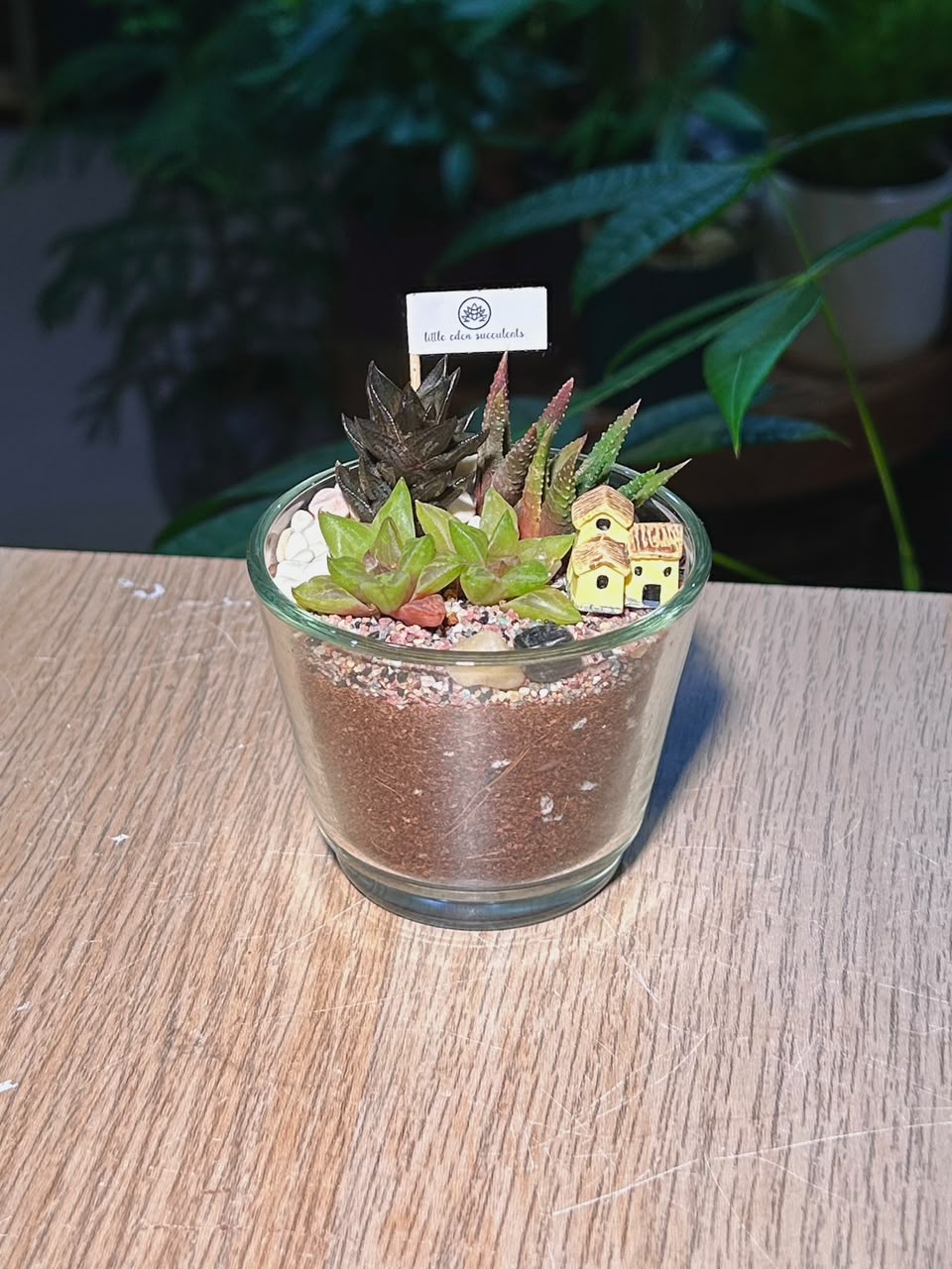 Succulent Arrangement Terrarium (十二卷属) Harworthia in Glass Pot