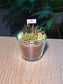Succulent Arrangement Terrarium (十二卷属) Harworthia in Glass Pot