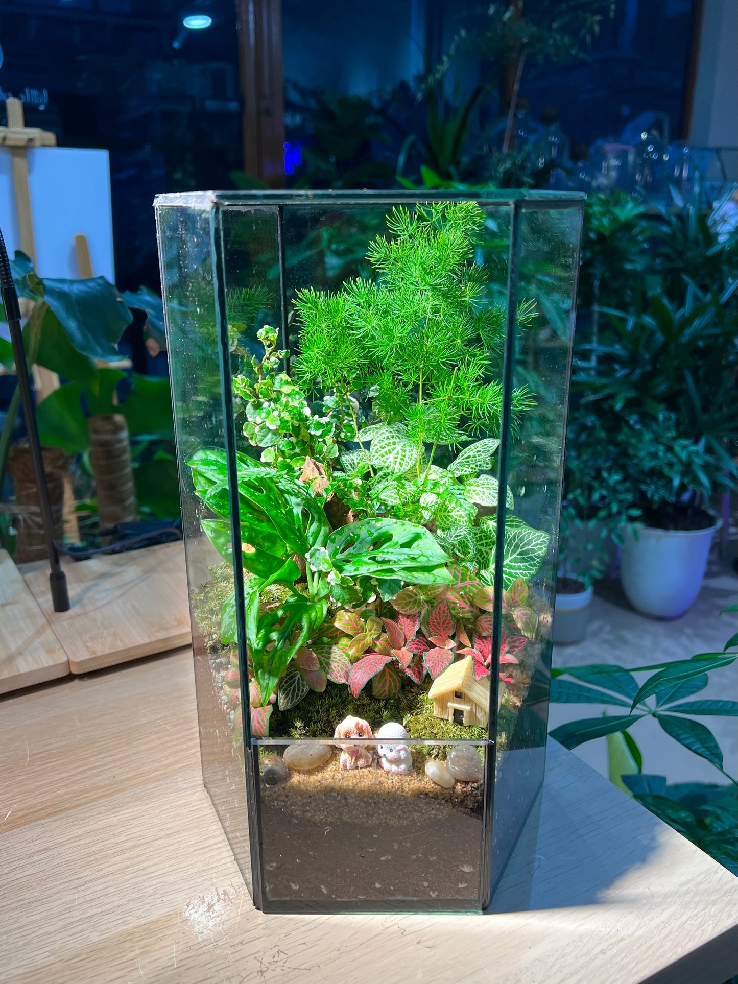 Indoor Plant Terrarium in Hexagonal Tall Glass