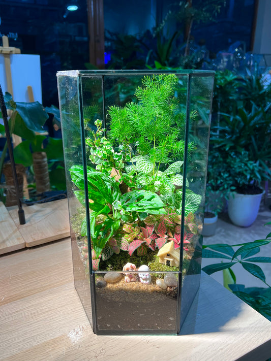 Indoor Plant Terrarium in Hexagonal Tall Glass