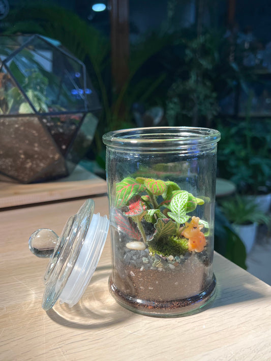 Fittonia with Moss Arrangement in Terrarium Jar (M)