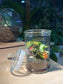 Fittonia with Moss Arrangement in Terrarium Jar (M)