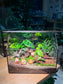CNY Theme - Fittonia, Fern and Monstera Arrangement in Black Frame Glasshouse Terrarium (M)