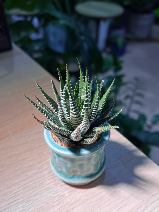 Haworthia Fasciata (Zebra Plant) in Mint Blue Ceramic Pot
