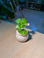 Peperomia Pellucida (草胡椒) in White Glazed Ceramic Pot
