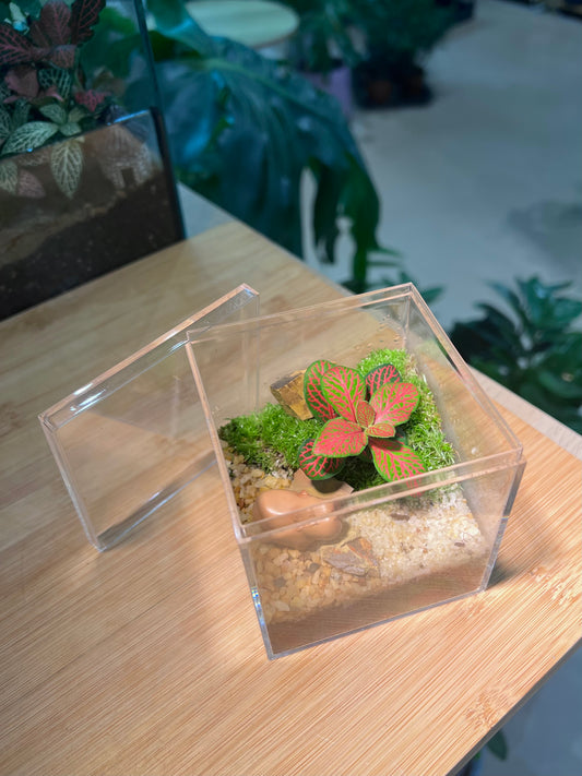 Fittonia with Moss Arrangement in Arcylic Terrarium with Capybara Figurine (L2)