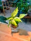 Heartleaf Philodendron (Indoor Plant) in Glass Hydroponic Vase