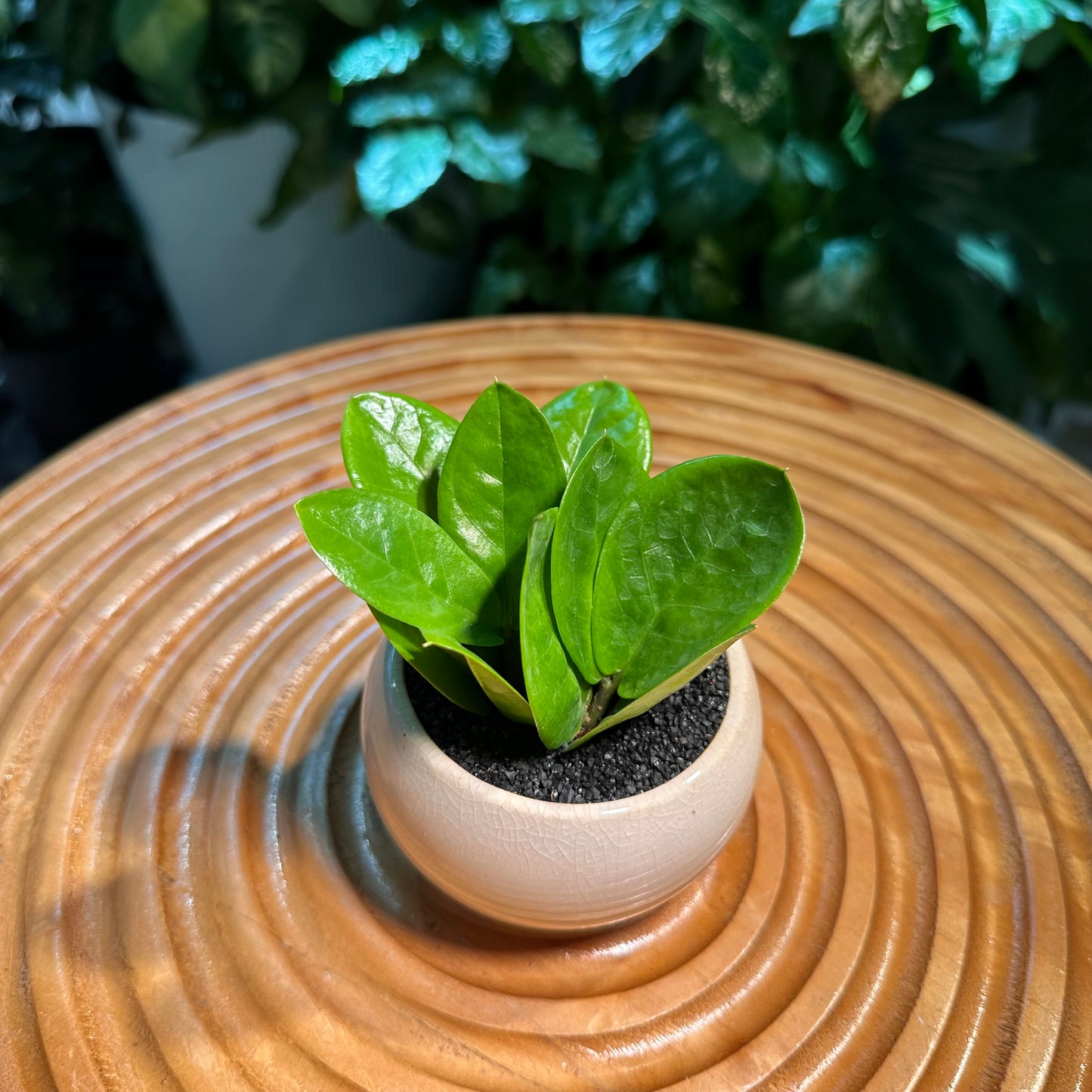 ZZ Plant in White Ceramic Pot