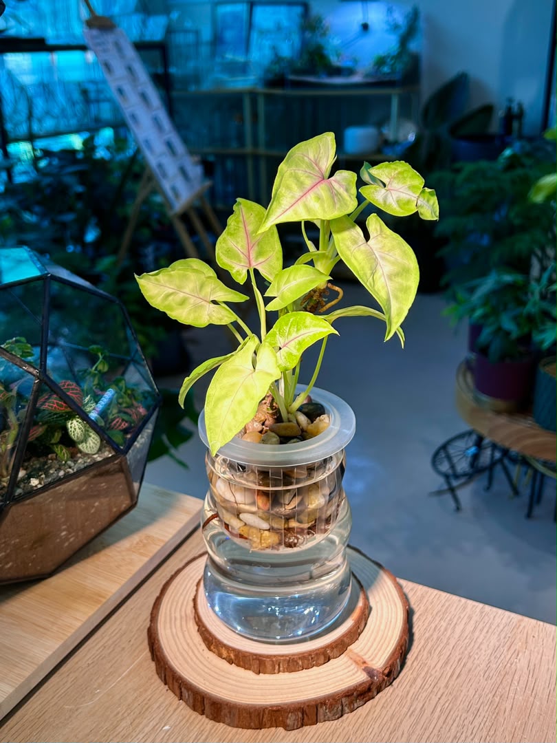 Syngonium Podophyllum (合果芋) in Glass Hydroponic Vase