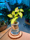 Syngonium Podophyllum (合果芋) in Glass Hydroponic Vase
