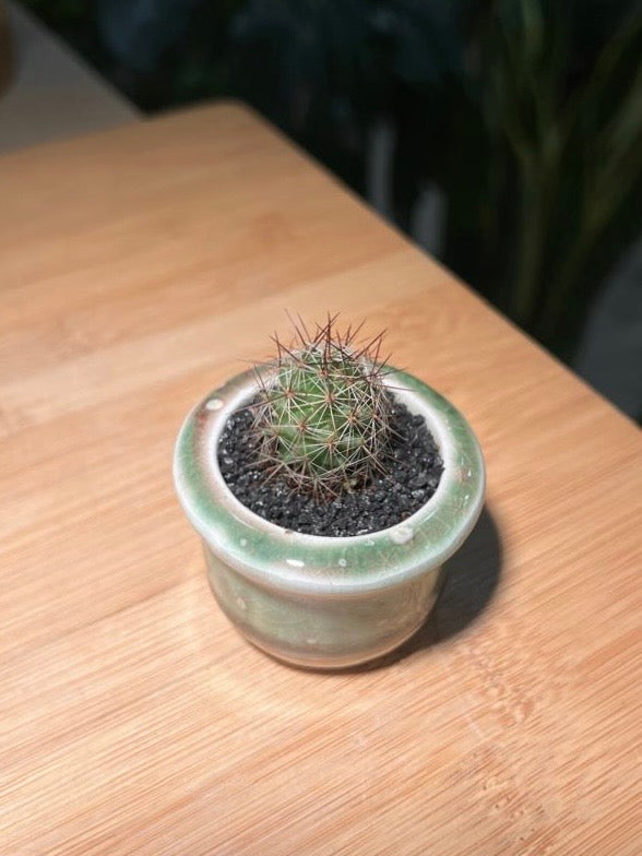 Baby Cactus in Mint Green Ceramic Pot