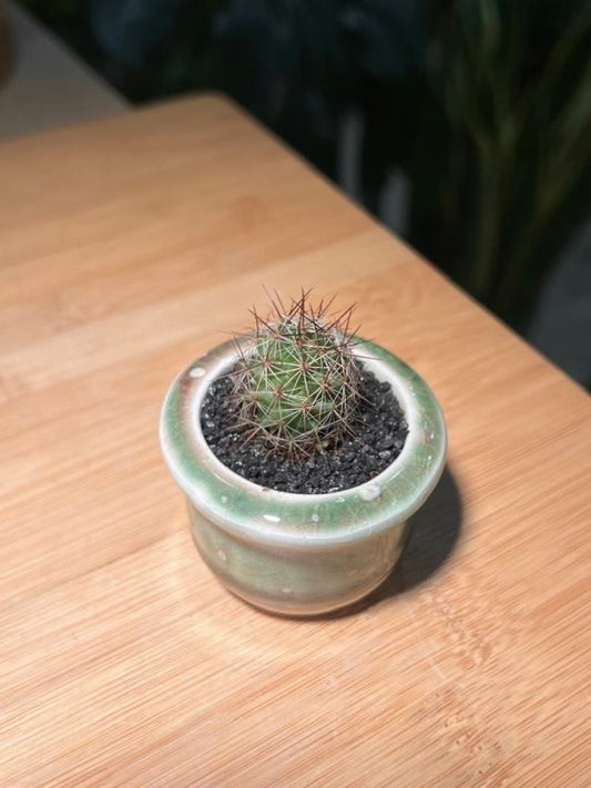 Baby Cactus in Mint Green Ceramic Pot