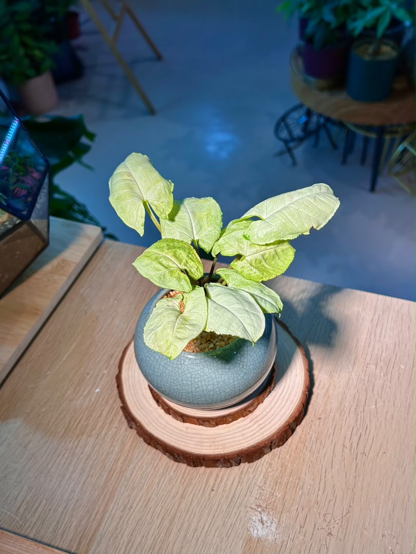 Syngonium Podophyllum (合果芋) in Blue Glazed Ceramic Pot