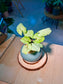 Syngonium Podophyllum (合果芋) in Blue Glazed Ceramic Pot