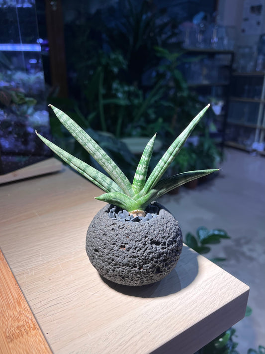 Starfish Snake Plant in Black Textured Pot
