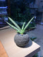 Starfish Snake Plant in Black Textured Pot