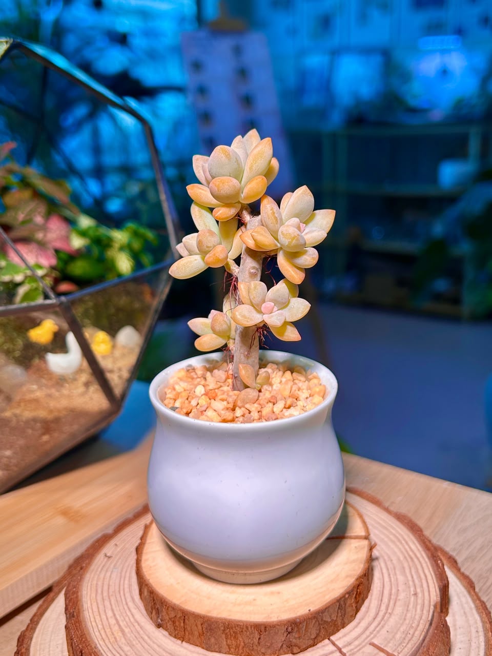 Variegated Ghost Plant (Succulent) in a Ceramic Pot