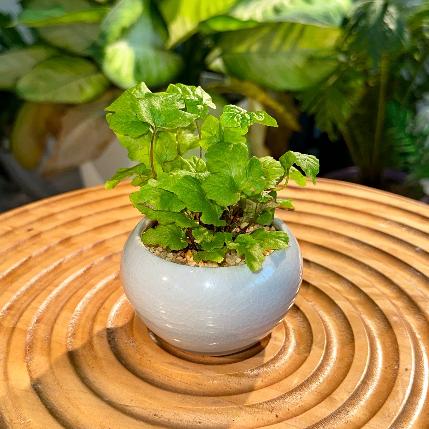 Doryopteris Cordata Antenna Fern in Designer Light Blue Pot