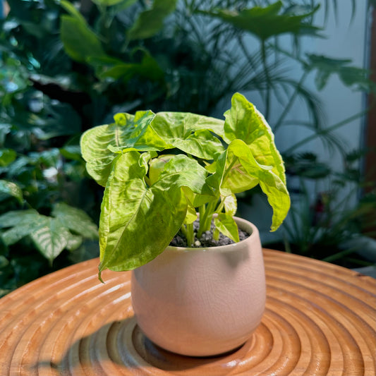 Syngonium in White Ceramic Pot