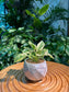 Pothos Njoy in Marble Designer Pot