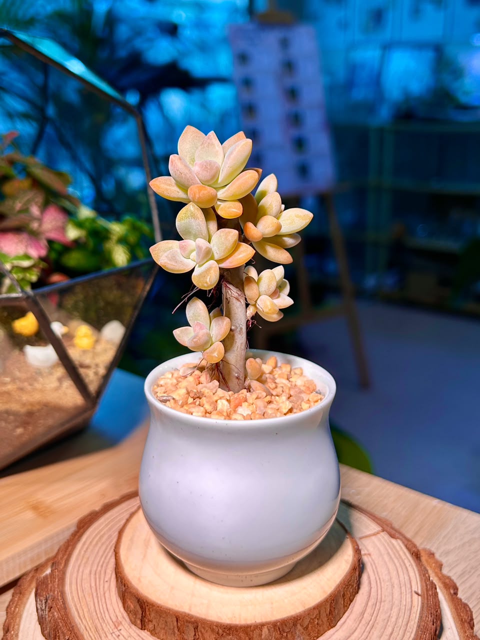 Variegated Ghost Plant (Succulent) in a Ceramic Pot