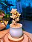 Variegated Ghost Plant (Succulent) in a Ceramic Pot