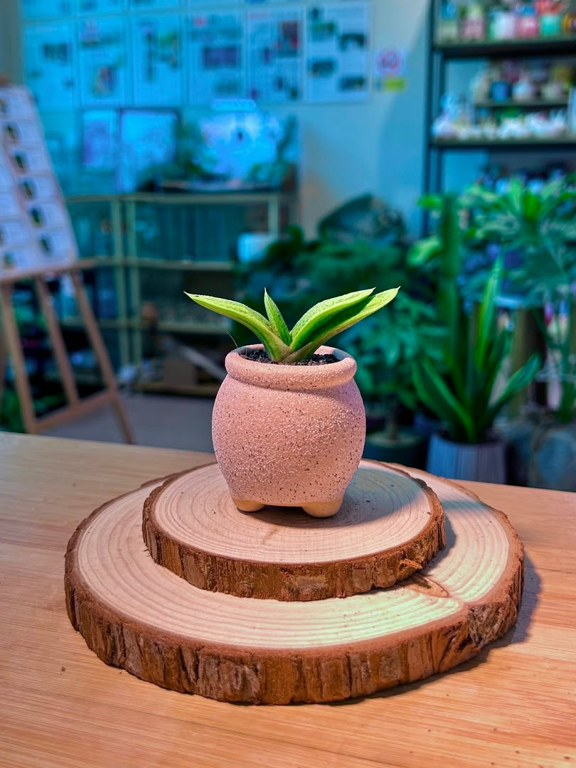 Gasteria (鲨鱼掌) in Textured Matte Pink Pot