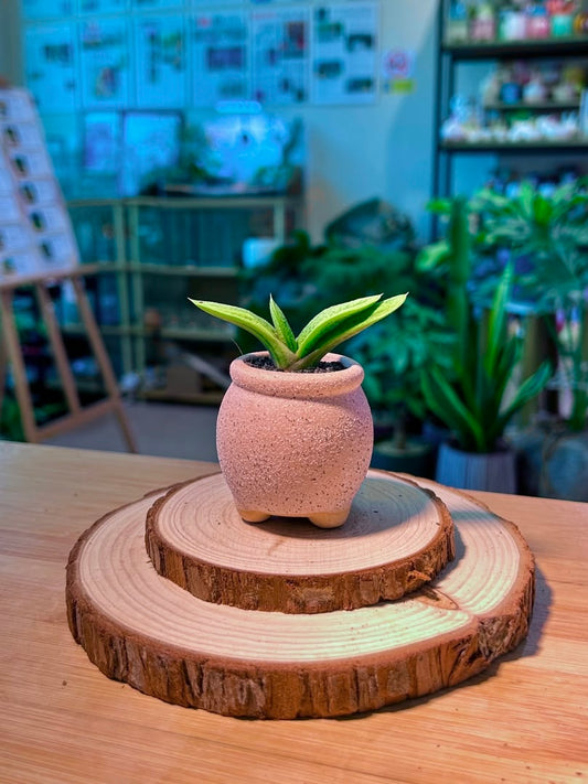 Gasteria (鲨鱼掌) in Textured Matte Pink Pot
