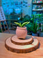 Gasteria (鲨鱼掌) in Textured Matte Pink Pot