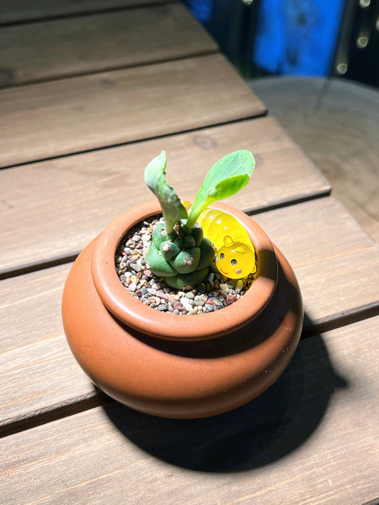 Monadenium in Copper Brown Claypot