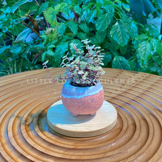 Callisia Pink Lady in Pink Glazed Ceramic Pot