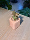 Chocolate Soldier (褐斑伽蓝) Kalanchoe Tomentosa in Pink Textured Ceramic Pot