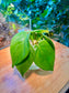 Philodendron Hederaceum in Bowl Water Based Glass