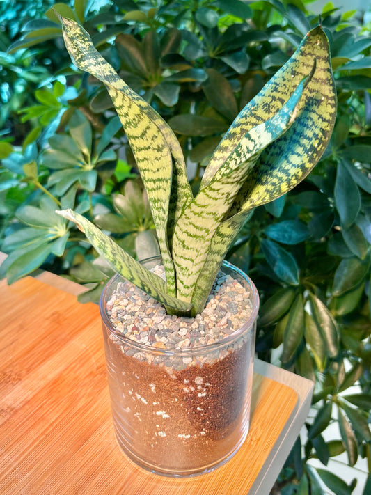 Dracaena in Transparent Glass