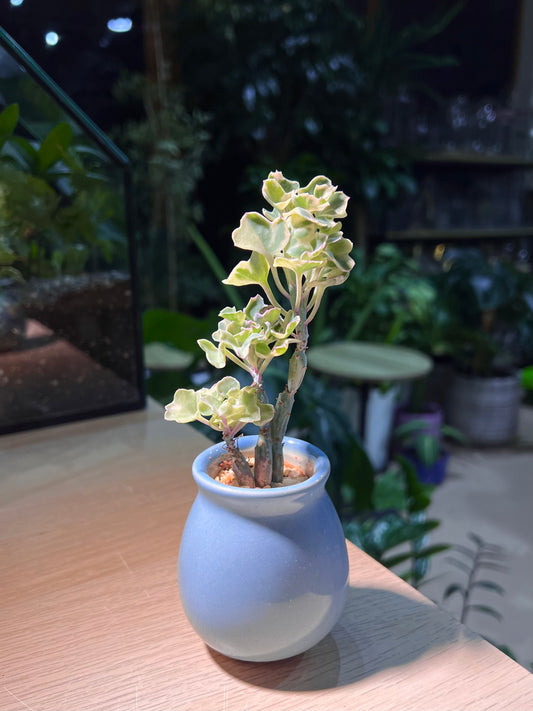 Pedilanthus Tithymaloides in Sky Blue Ceramic Pot