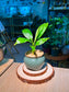 Peace Lily (白鹤芋) Spathiphyllum in Textured Matte Ceramic Pot