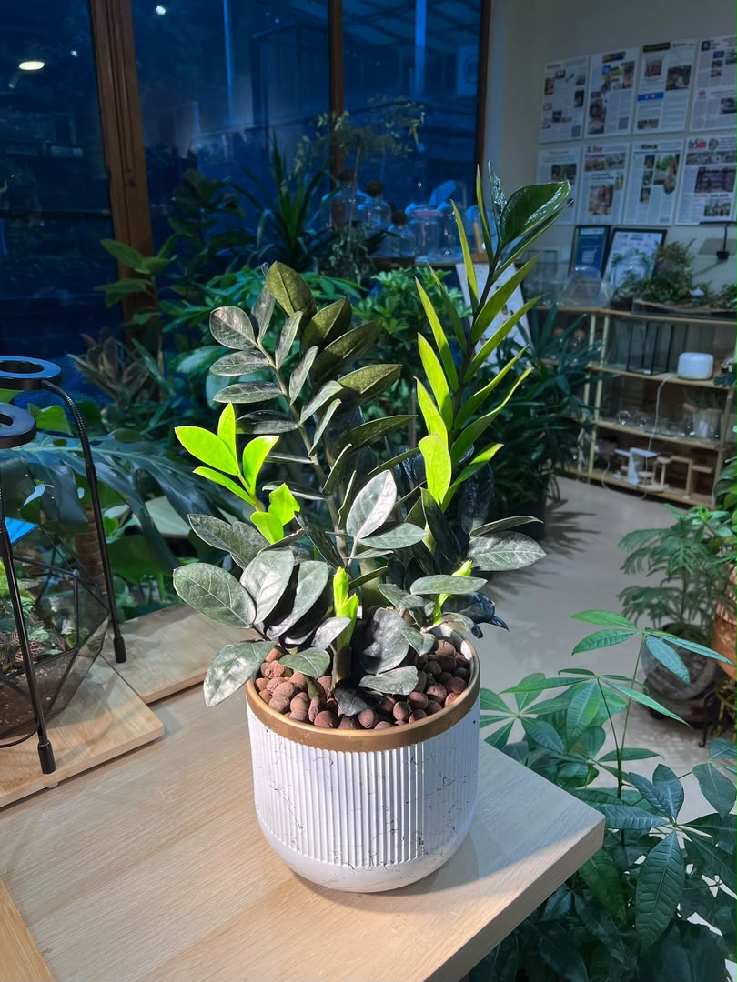 Money Plant (金钱树) Zamioculcas Zamiifolia in White Glazed Ceramic Pot