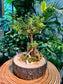 Serissa Ginseng Bonsai in Designer Pot