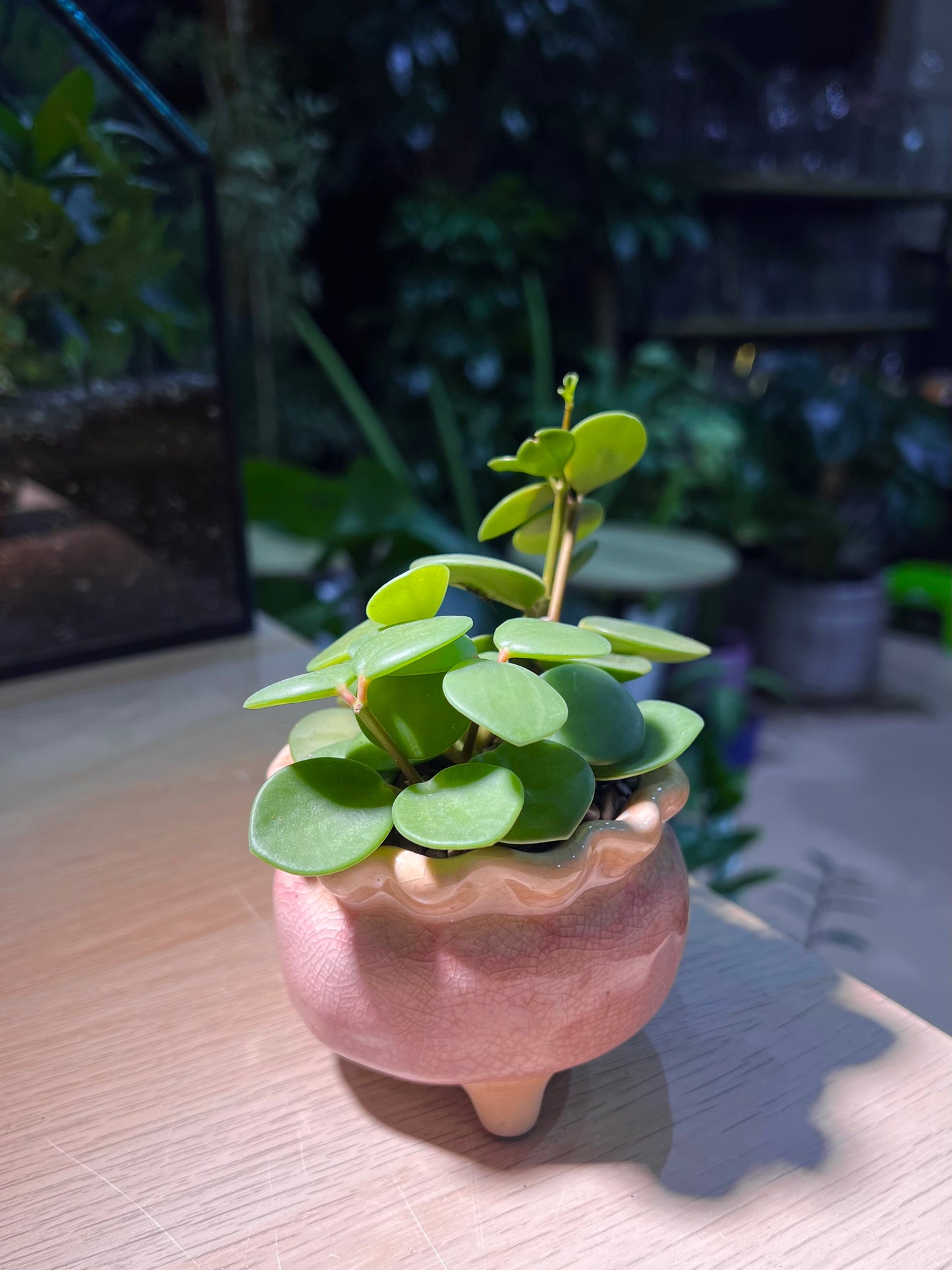 Peperomia Hope in Pinkish Petal Edge Ceramic Pot