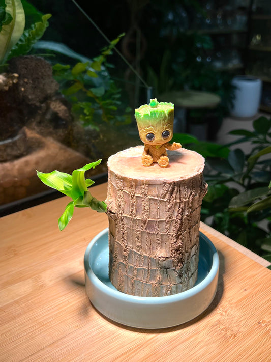Brazil Wood with Groot Figurine