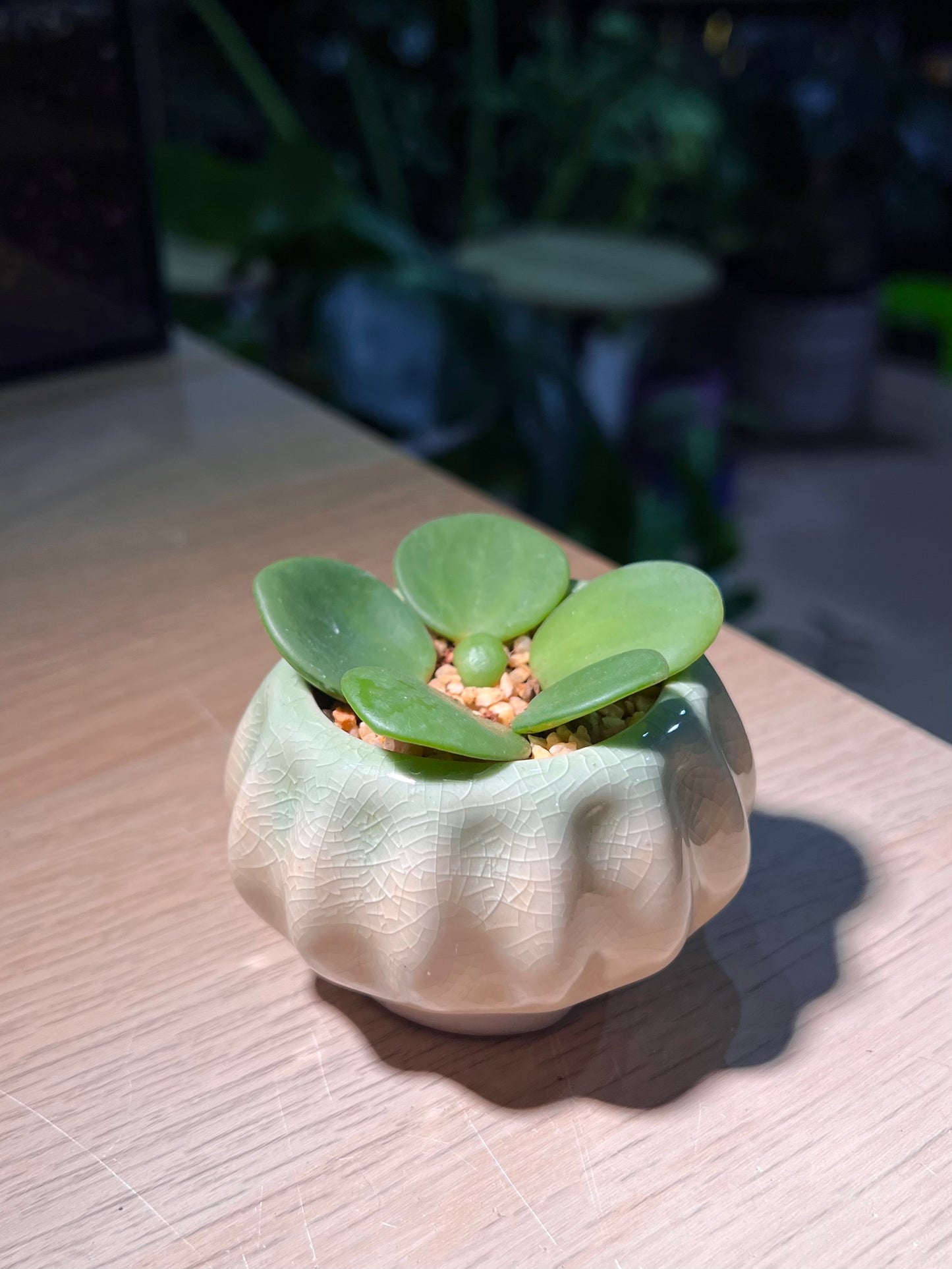 Peperomia Hope in Pumpkin Ceramic Pot